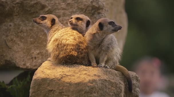 Meerkats Wildlife Park Med Besökare Titta — Stockvideo