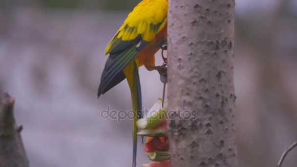 Słońce Conure Ptaków Znany Także Jako Sun Papugi Wildlife Park — Wideo stockowe