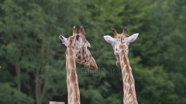 Familj Giraffer Wildlife Park — Stockvideo