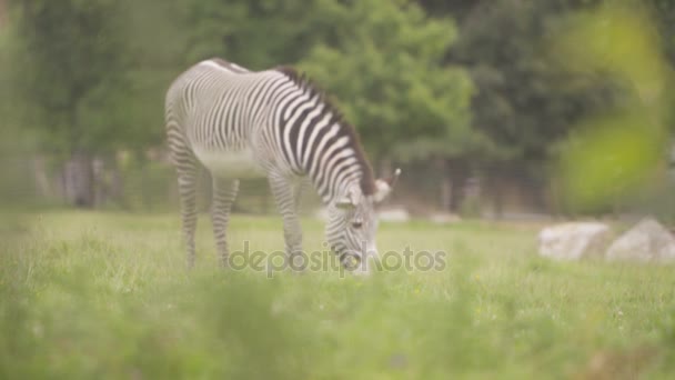 Zebra Wildlife Park Wypas Trawie — Wideo stockowe