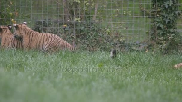 Tiger Οικογένεια Στο Πάρκο Άγριας Ζωής Μικρά Cubs Παιχνίδι Αγωνίζονται — Αρχείο Βίντεο