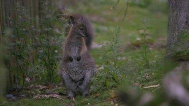 doğal yaşam parkı, Wallabies, 4k yakın çekim