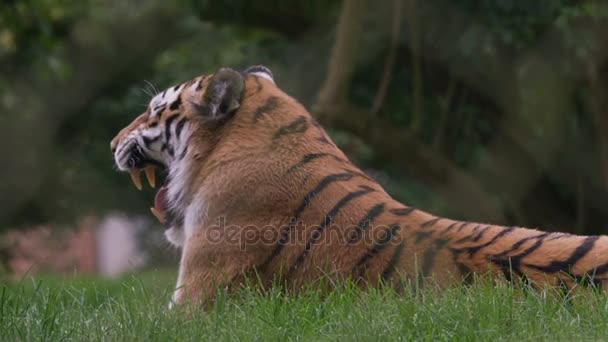 Tigre Descansando Recinto Parque Vida Selvagem — Vídeo de Stock