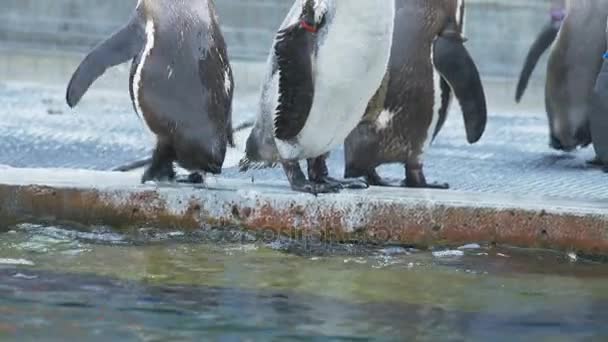 Penguin Zoo Shaking Water Swim — Stock Video