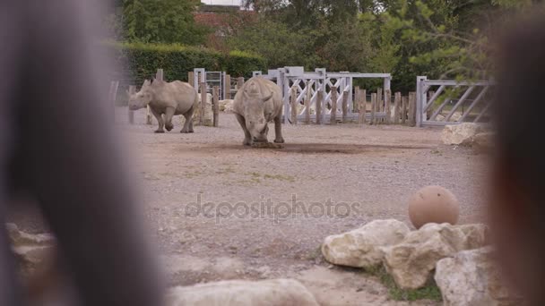 Απειλούμενα Λευκό Ρινόκεροι Στο Πάρκο Άγριας Ζωής Επισκέπτες Παρακολουθούν — Αρχείο Βίντεο