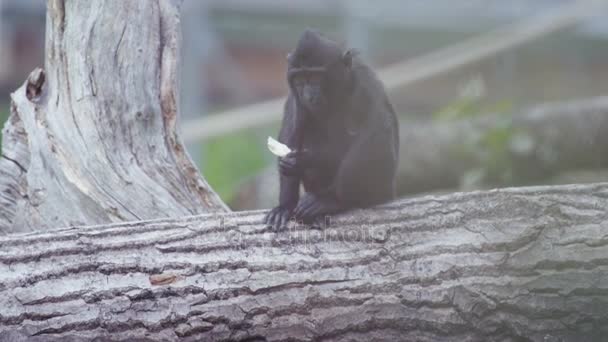 Retrato Del Mono Macaco Cresta Negro Bebé Parque Vida Silvestre — Vídeos de Stock