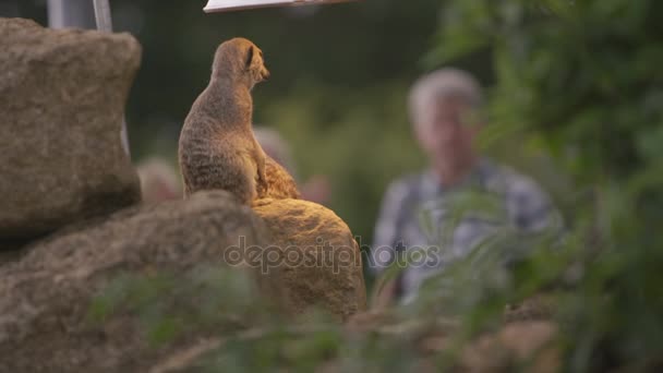 Meerkat Wildlife Park Med Besökare Titta — Stockvideo