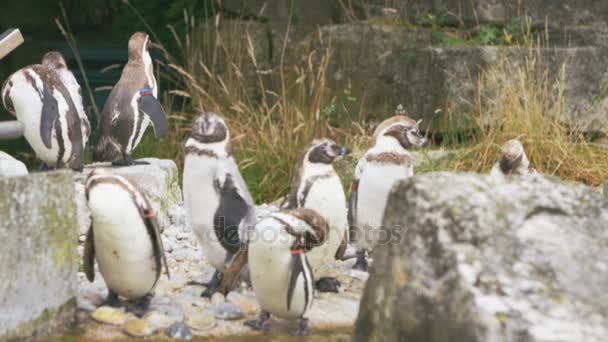 Retrato Pingüinos Arreglándose Zoológico — Vídeos de Stock