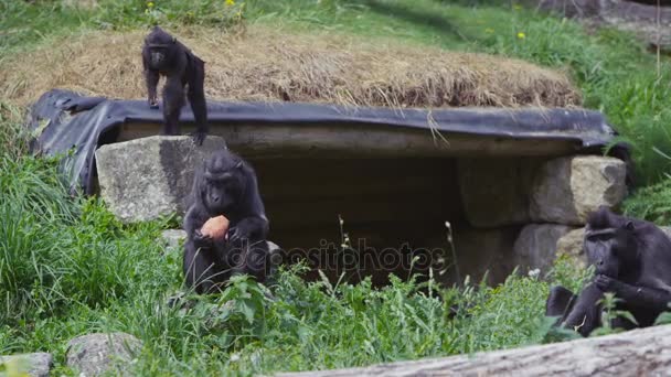 Grupo Familiar Monos Macacos Cresta Negra Parque Vida Silvestre — Vídeos de Stock