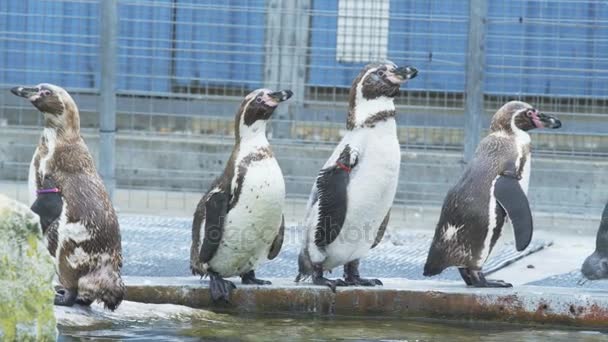 Pingüinos Pie Junto Piscina Agua Zoológico — Vídeos de Stock