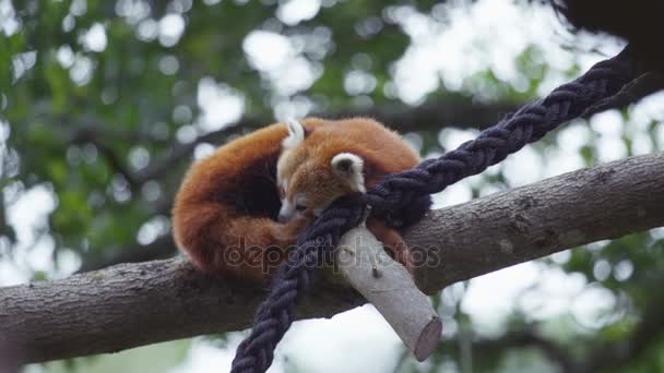 Panda Rojo Durmiendo Árbol Entorno Natural — Vídeos de Stock