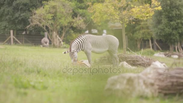 Zebra Mother Baby Grazing Grass Wildlife Park — Stock Video