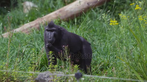 Портрет Мавпи Дорослих Чорного Кольору Парі Дикої Природи — стокове відео