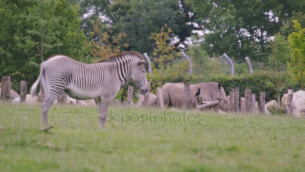 Zebra Rinocerontes Pastando Grama Parque Vida Selvagem — Vídeo de Stock
