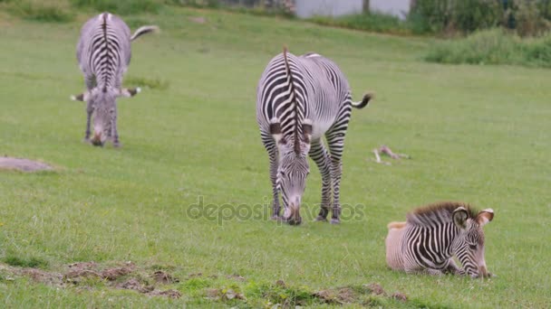 Zebrafamilie Wildpark Ausgewachsene Tiere Mit Jungen Fohlen Auf Der Weide — Stockvideo