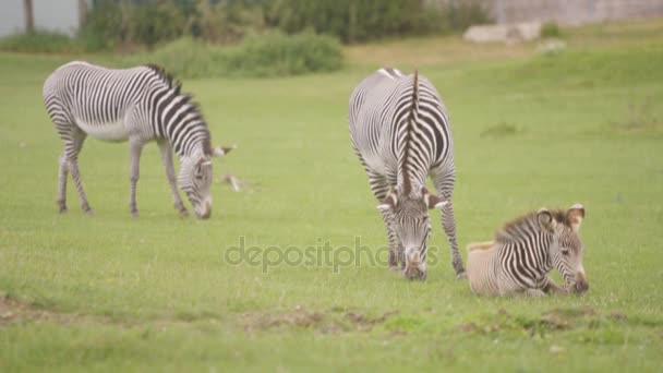 Zebra Familj Wildlife Park Vuxna Djur Med Unga Föl Betande — Stockvideo