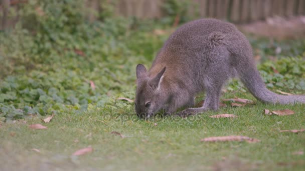 Wallaby 在野生动物公园 — 图库视频影像