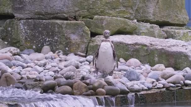 Pinguïn Dierentuin Lopen Keien Door Het Stromende Water — Stockvideo