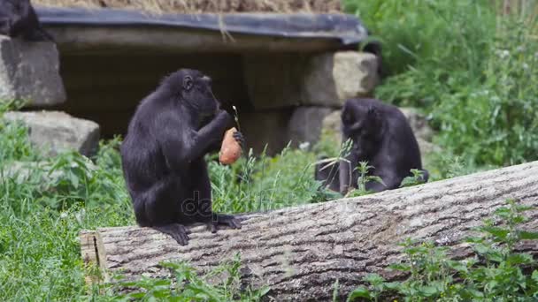 Familj Grupp Black Crested Makaker Apor Wildlife Park — Stockvideo