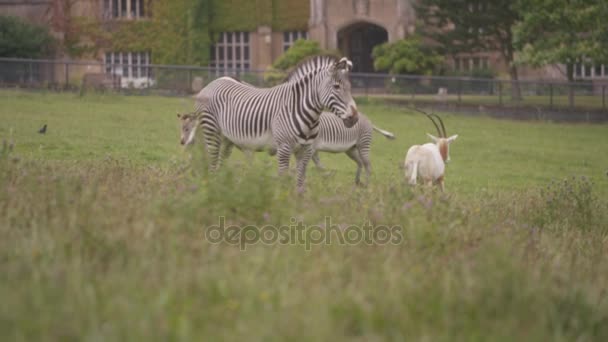 斑马妈妈和婴儿在野生动物公园的草地上吃草 — 图库视频影像