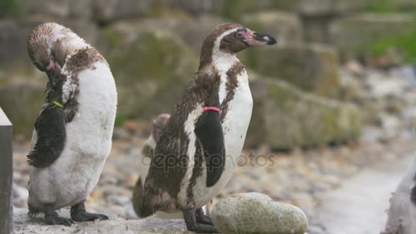 Portrait Penguins Grooming Themselves Zoo — Stock Video