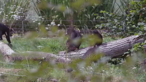 野生動物公園での黒紋付きアカゲザルの の家族グループ — ストック動画