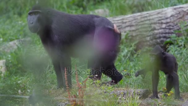 Grupo Familiar Monos Macacos Cresta Negra Parque Vida Silvestre — Vídeos de Stock