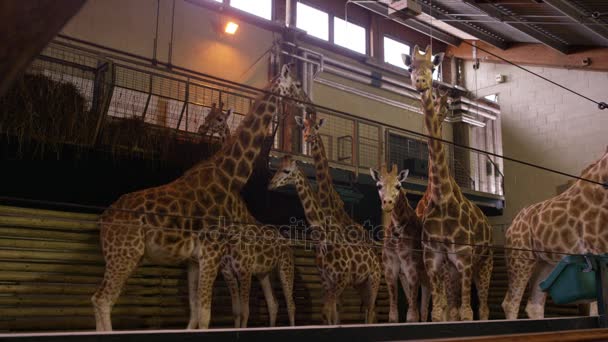 Familie Junger Giraffen Indoor Gebäude Wildpark — Stockvideo