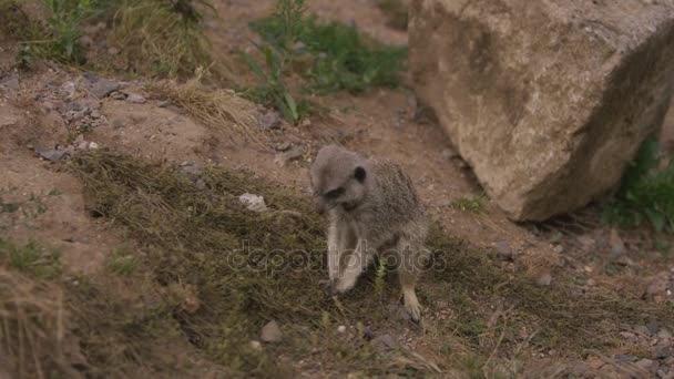 Erdmännchen Natürlicher Umgebung Graben Boden — Stockvideo