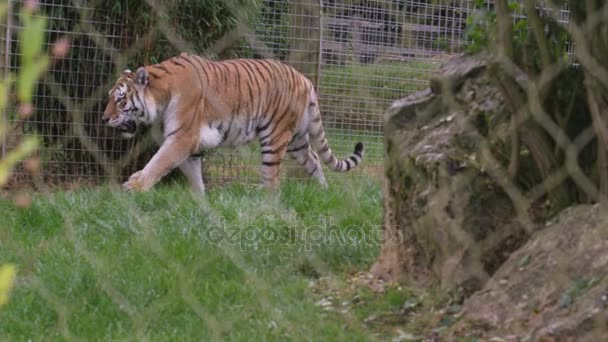 Tigre Caminando Través Del Recinto Parque Vida Silvestre — Vídeo de stock