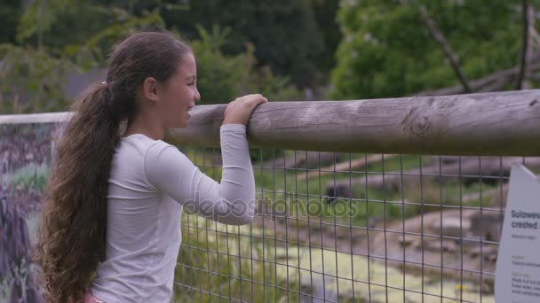 Petite Fille Regardant Dans Enclos Des Animaux Zoo — Video