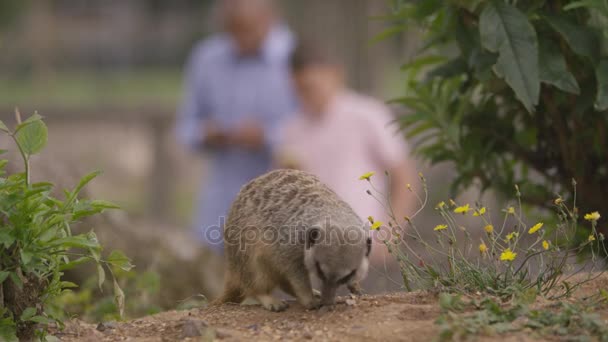 Lycklig Far Och Son Tittar Meerkat Wildlife Park — Stockvideo