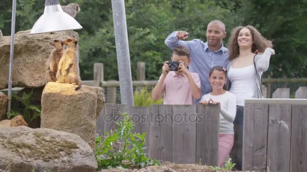 Glückliche Familie Schaut Sich Erdmännchen Und Macht Fotos Wildpark — Stockvideo