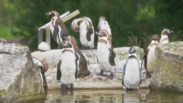Pinguins Retrato Arrumando Zoológico — Vídeo de Stock
