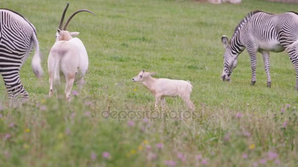 Zebras Oryx Com Chifres Cimitarra Com Bezerro Pastando Grama Parque — Vídeo de Stock