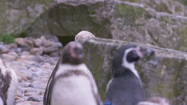 Portrait Penguins Grooming Themselves Zoo — Stock Video