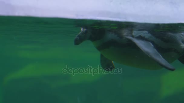 Pingwin Pływanie Zoo Widzianych Przez Szybę Akwarium — Wideo stockowe