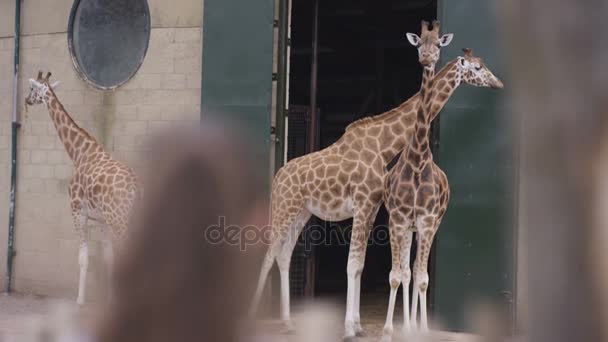 Stående Glad Liten Flicka Tittar Giraffer Wildlife Park — Stockvideo