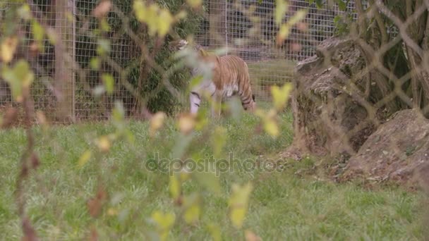 老虎在野生动物公园的圈地里散步 — 图库视频影像