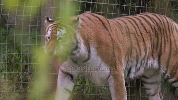 Tigre Caminando Través Del Recinto Parque Vida Silvestre — Vídeos de Stock