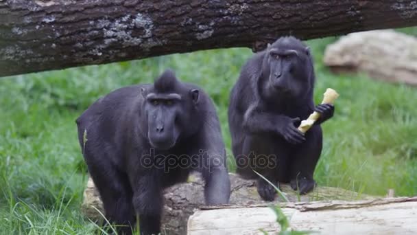 Retrato Macacos Adultos Crista Preta Parque Vida Selvagem — Vídeo de Stock