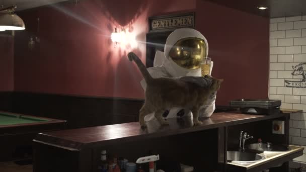 宇航员喝啤酒和抚摸猫在古怪的英国的酒吧 — 图库视频影像