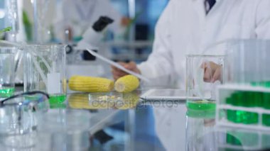 4 k gıda bilim araştırmacılar laboratuarda, çalışan bir adam bir Mısır Mısır koçanı uzunluğu ölçme