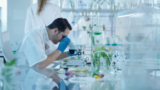 Chercheurs Scientifiques Étudiant Vie Végétale Laboratoire Discutant Leurs Résultats — Video