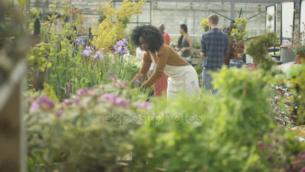 Przyjazny Pracownik Centrum Ogrodniczej Kontrola Roślin Wspomaganie Klienta — Wideo stockowe