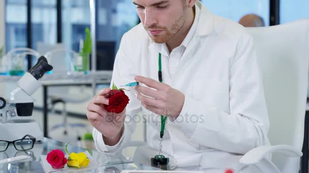 Male Researcher Injecting Roses Lab Pesticides Cosmetics Industry — Stock Video