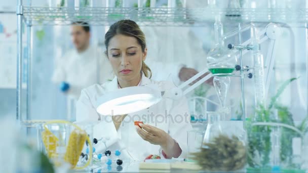 食品科学研究人员在实验室工作 女性将化学物质注入水果 — 图库视频影像