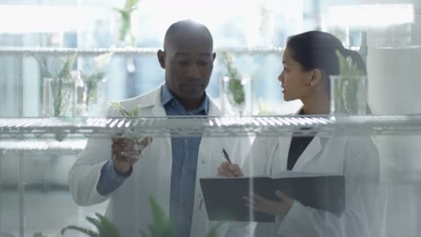 研究科学家在实验室研究植物生活和讨论结果 — 图库视频影像