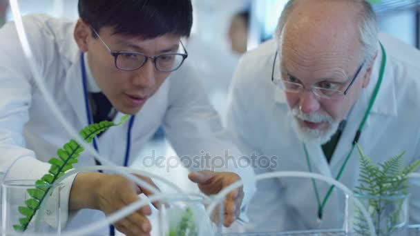 Research Scientists Checking Plant Samples Lab Having Discussion — Stock Video