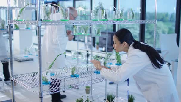 Badania Naukowe Zespołu Analizowanie Próbek Roślin Laboratorium — Wideo stockowe